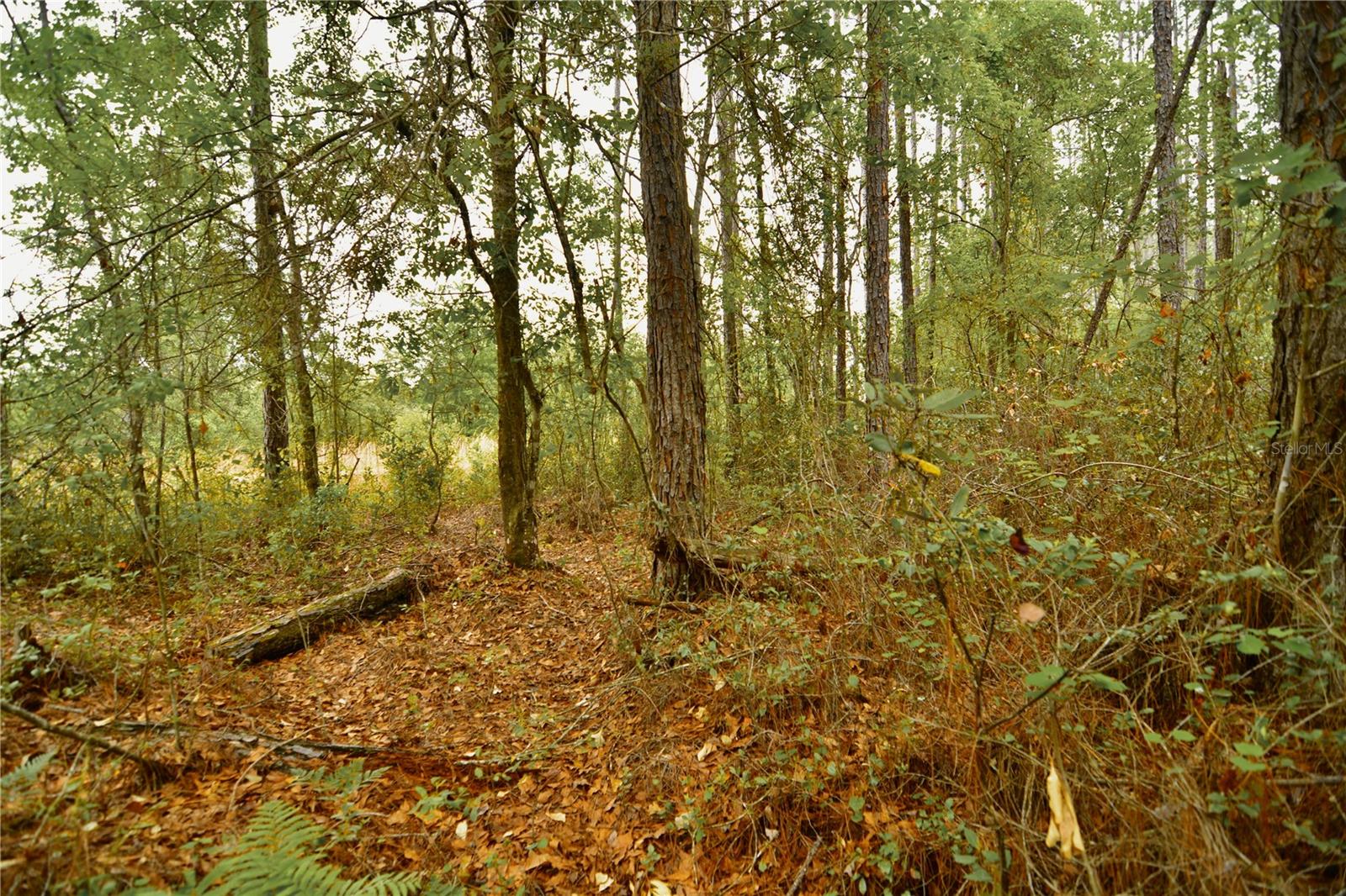 SWEET GUM RD, GLEN ST MARY, FL, 32040