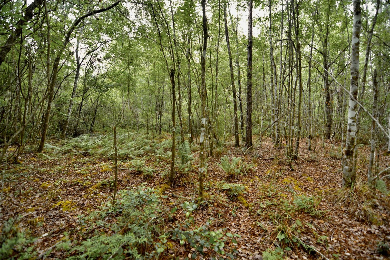 SWEET GUM RD, GLEN ST MARY, FL, 32040