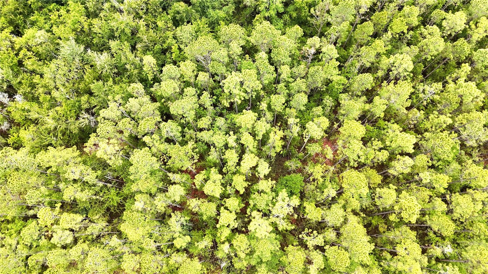 SWEET GUM RD, GLEN ST MARY, FL, 32040