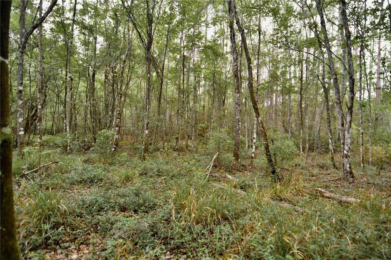 SWEET GUM RD, GLEN ST MARY, FL, 32040