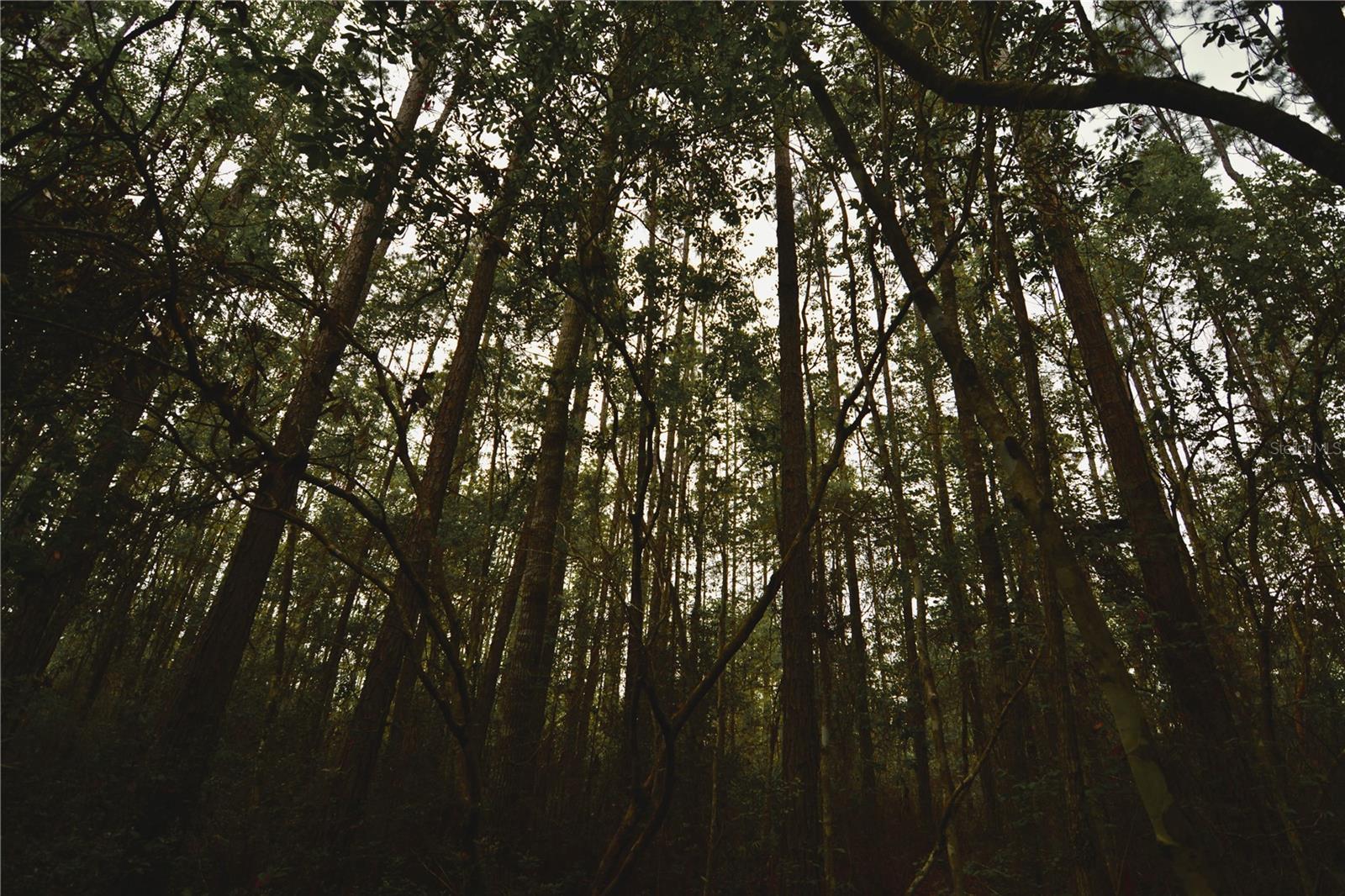 SWEET GUM RD, GLEN ST MARY, FL, 32040