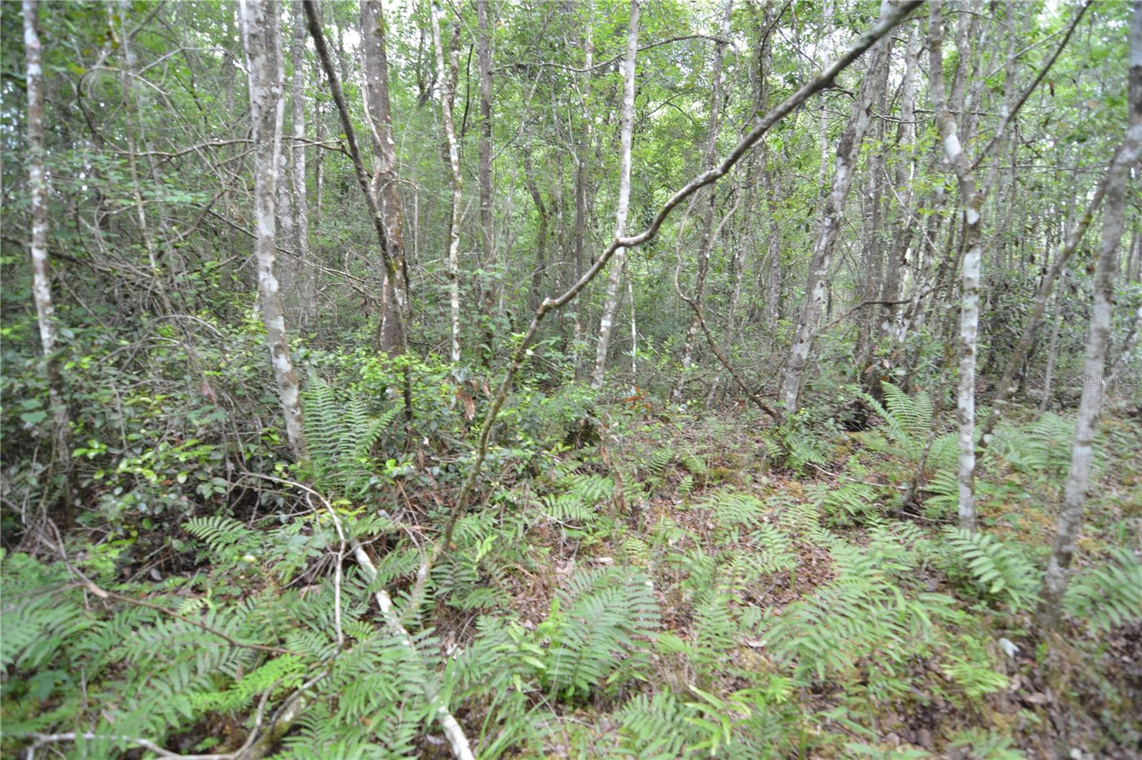 SWEET GUM RD, GLEN ST MARY, FL, 32040