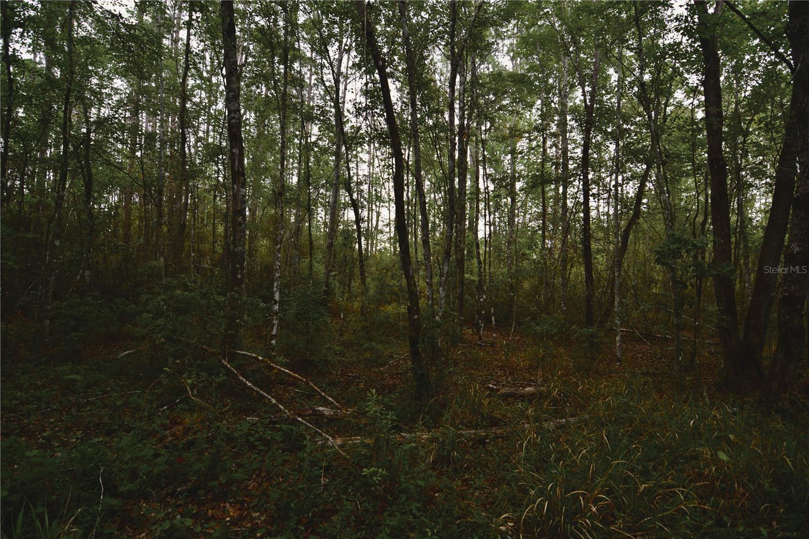 SWEET GUM RD, GLEN ST MARY, FL, 32040