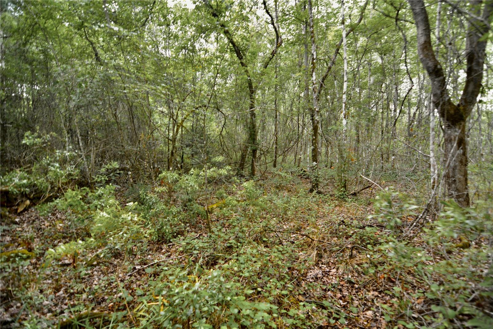 SWEET GUM RD, GLEN ST MARY, FL, 32040