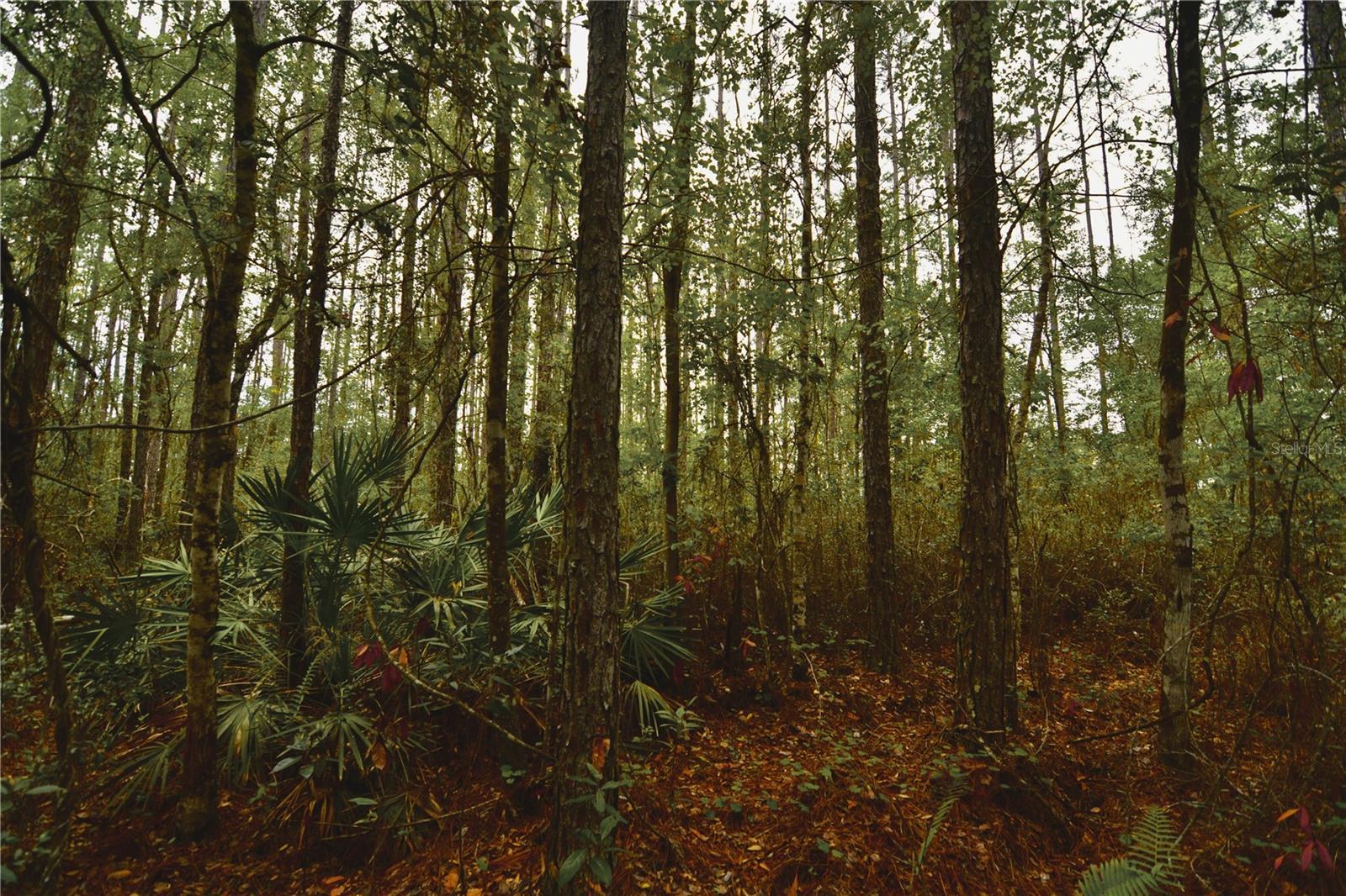 SWEET GUM RD, GLEN ST MARY, FL, 32040
