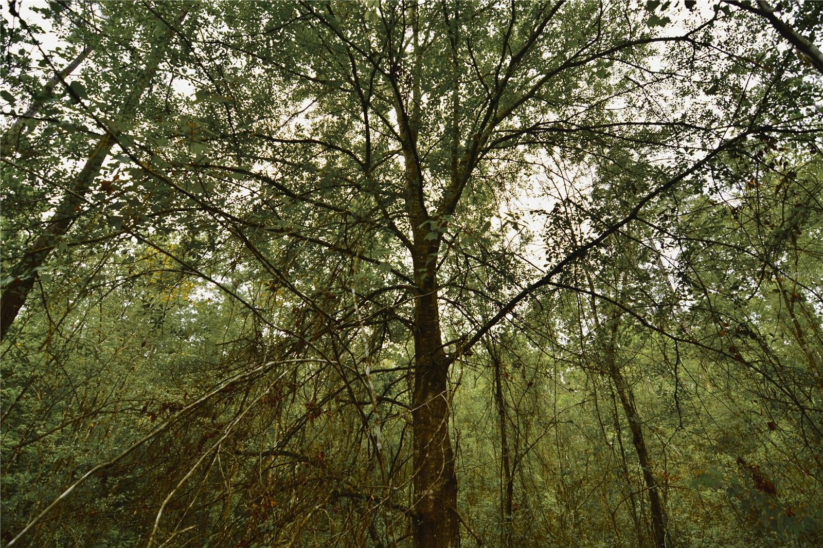 SWEET GUM RD, GLEN ST MARY, FL, 32040
