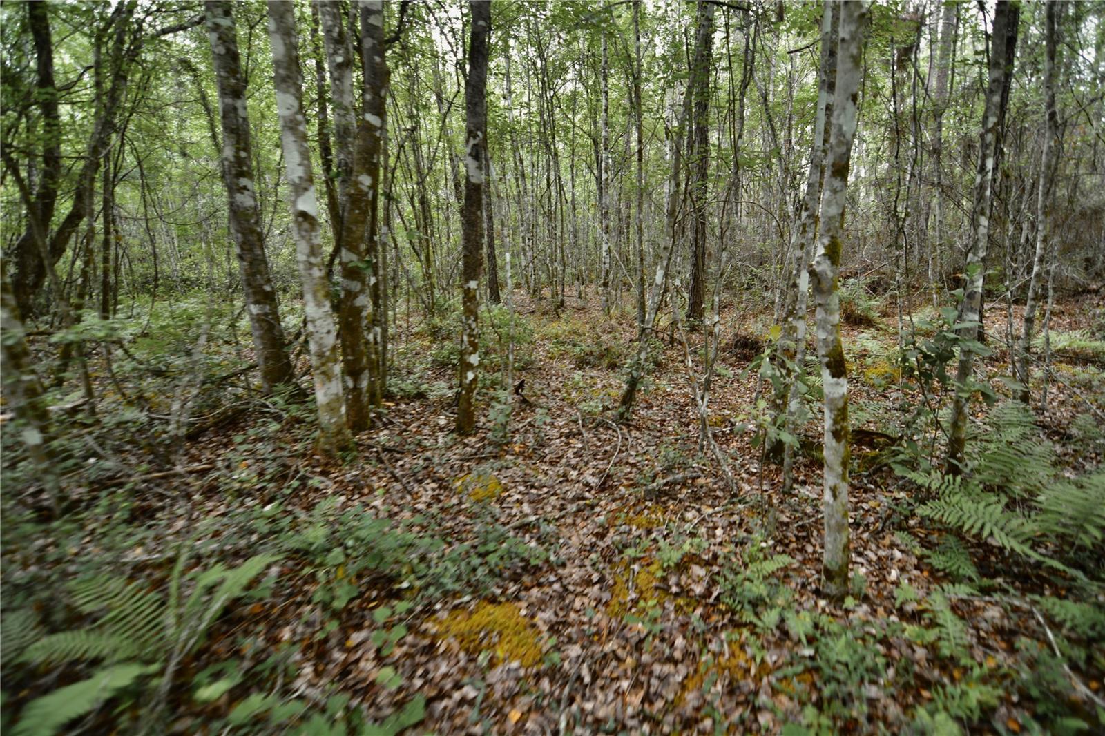 SWEET GUM RD, GLEN ST MARY, FL, 32040