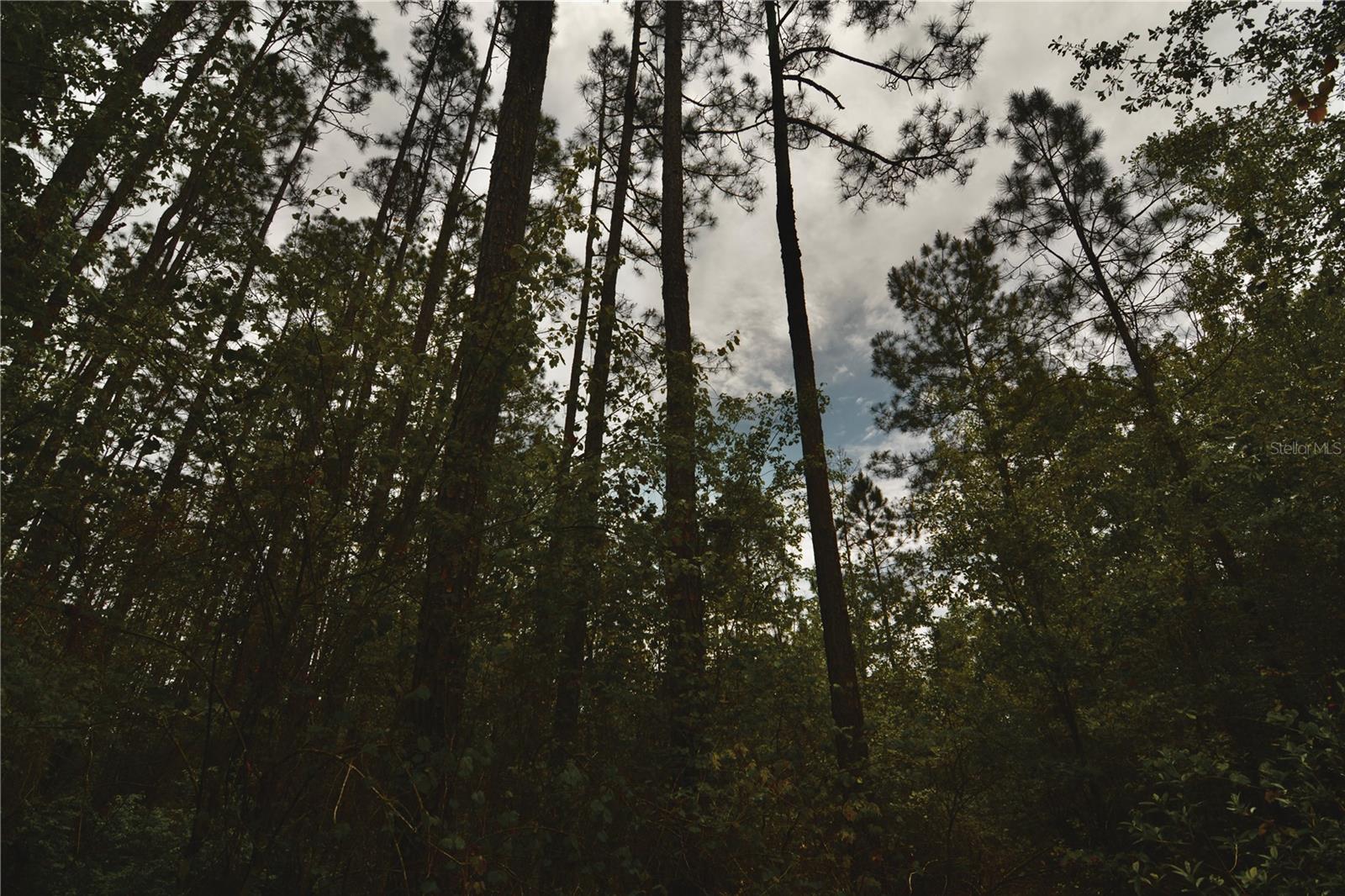 SWEET GUM RD, GLEN ST MARY, FL, 32040