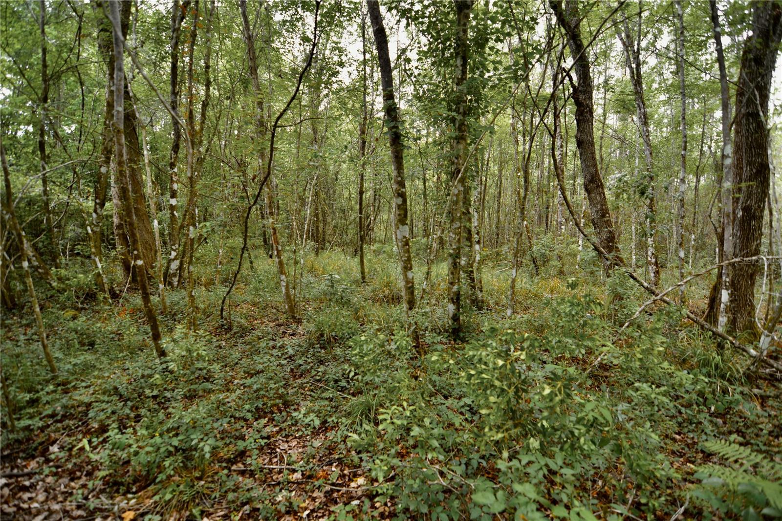 SWEET GUM RD, GLEN ST MARY, FL, 32040