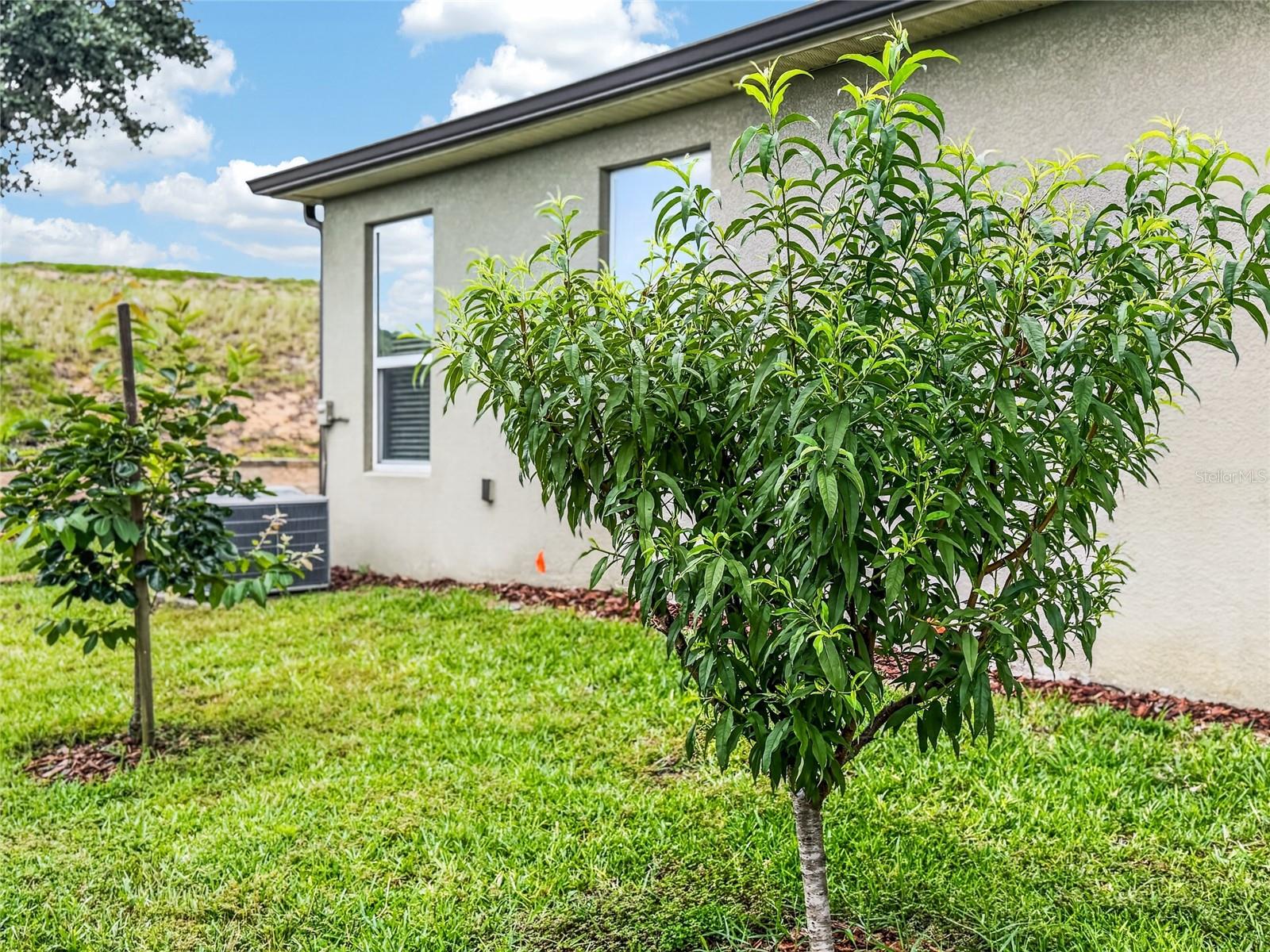 2062 REDBAY AVE, MINNEOLA, FL, 34715