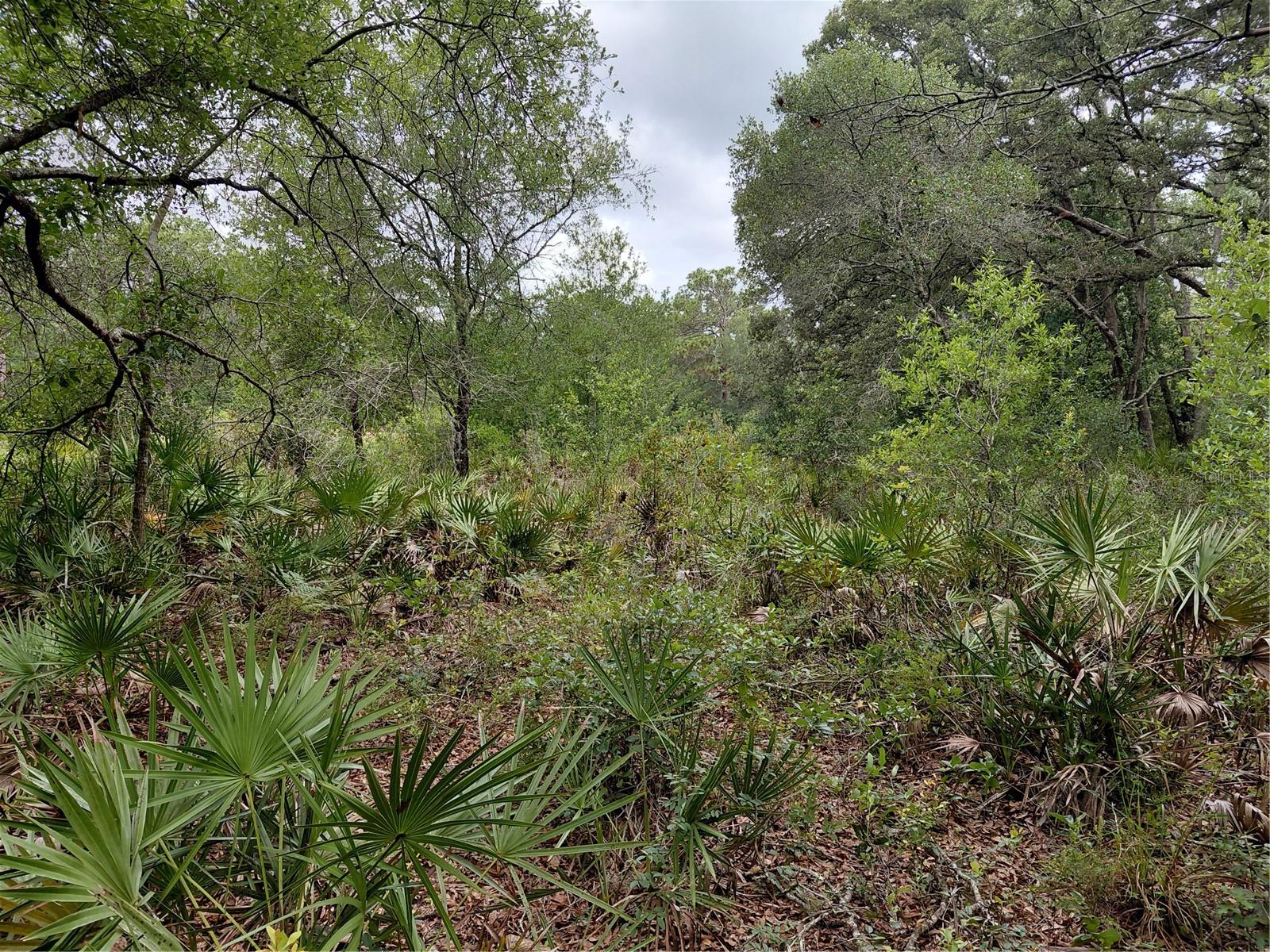 PEANUT DR, WEBSTER, FL, 33597