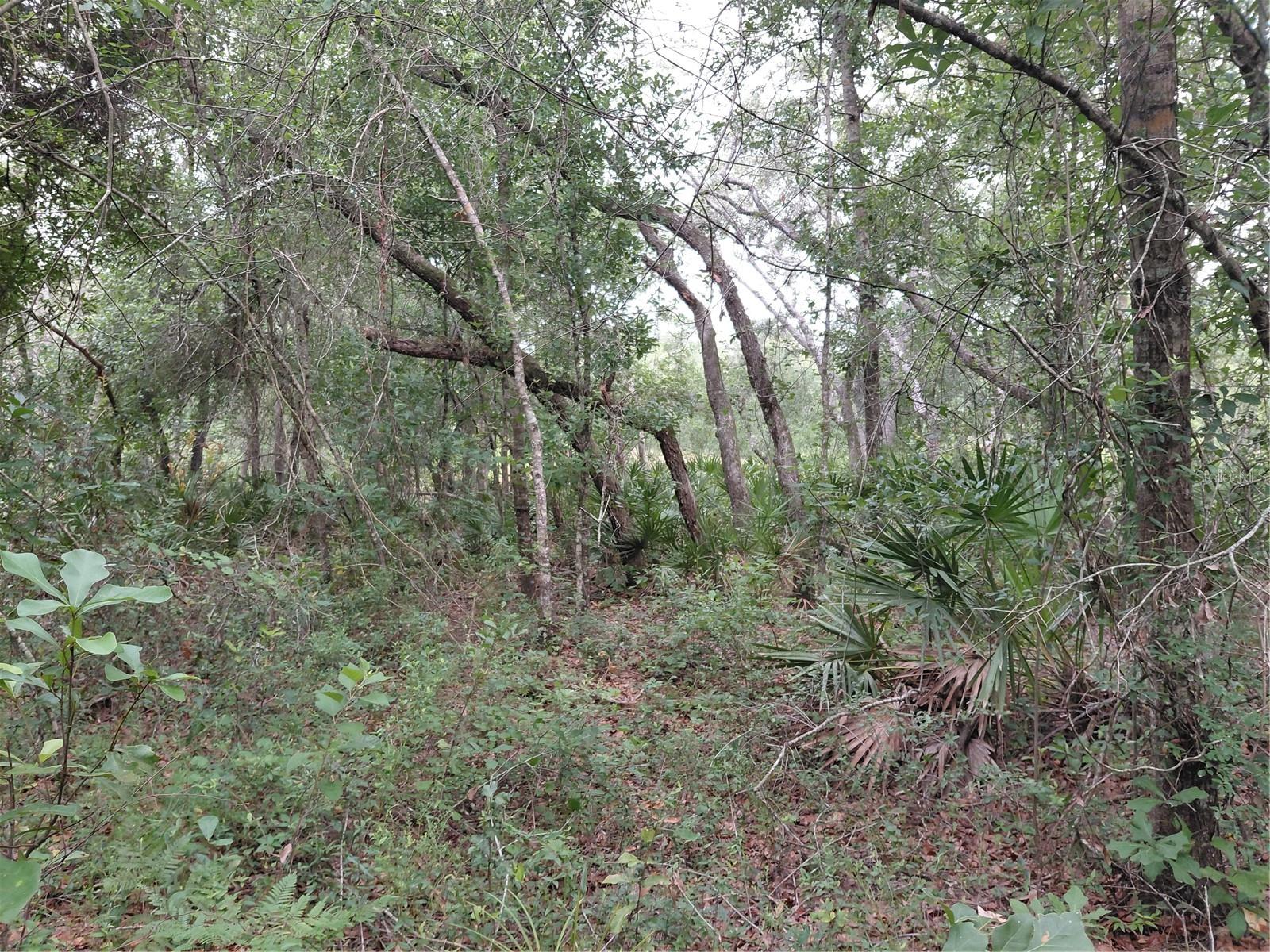 PEANUT DR, WEBSTER, FL, 33597