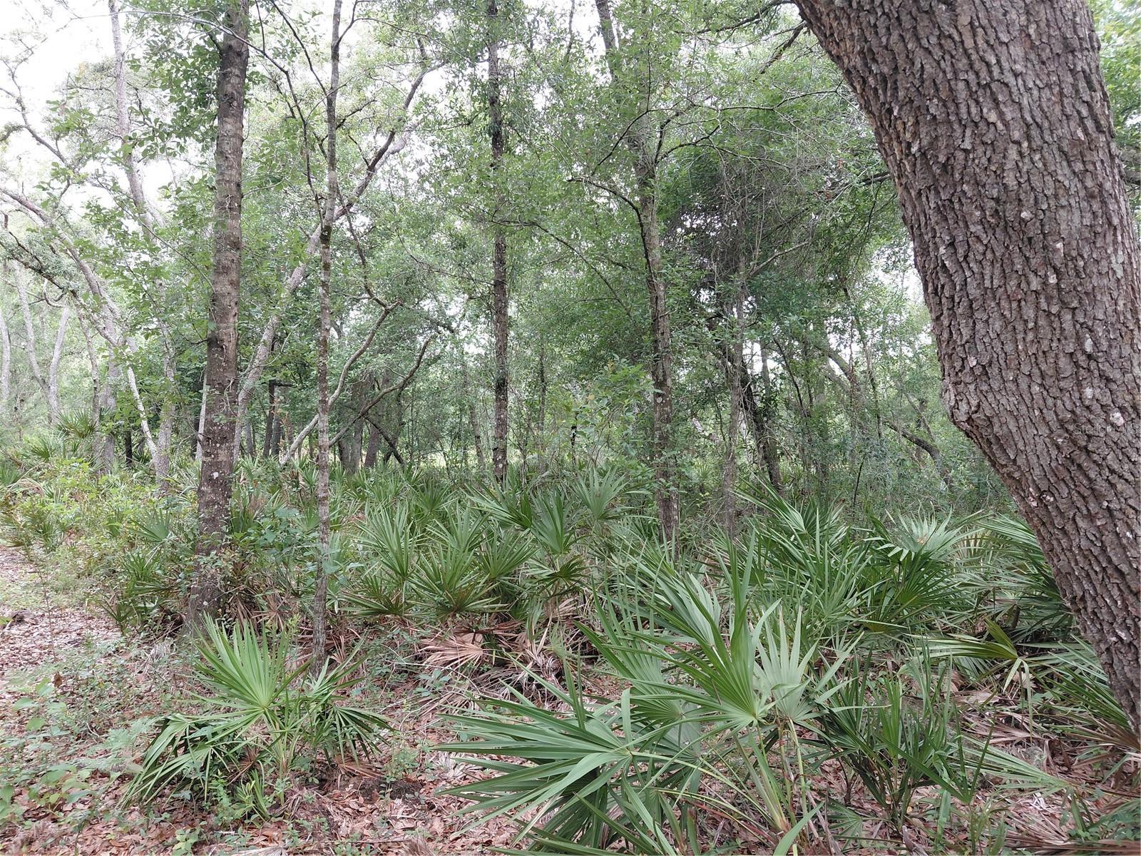 PEANUT DR, WEBSTER, FL, 33597