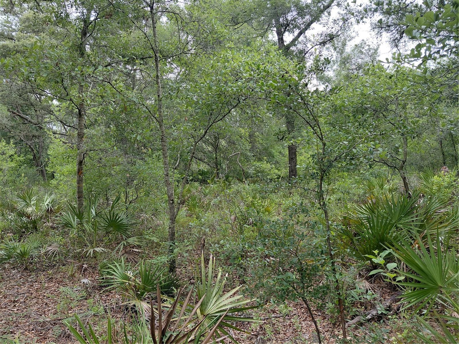 PEANUT DR, WEBSTER, FL, 33597