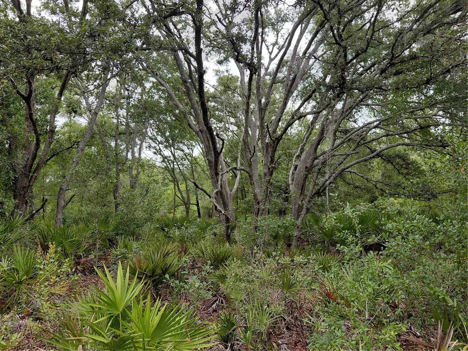 PEANUT DR, WEBSTER, FL, 33597