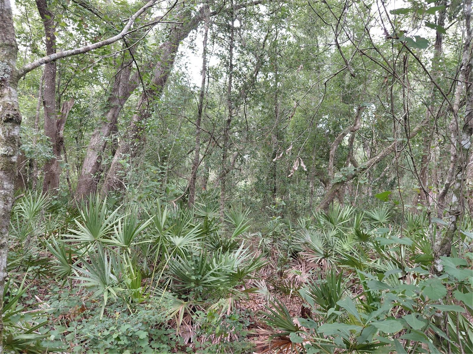PEANUT DR, WEBSTER, FL, 33597