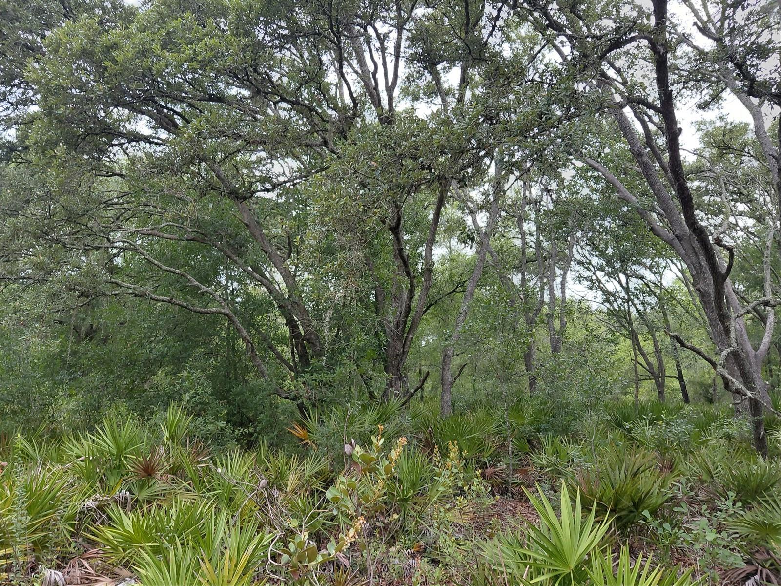 PEANUT DR, WEBSTER, FL, 33597