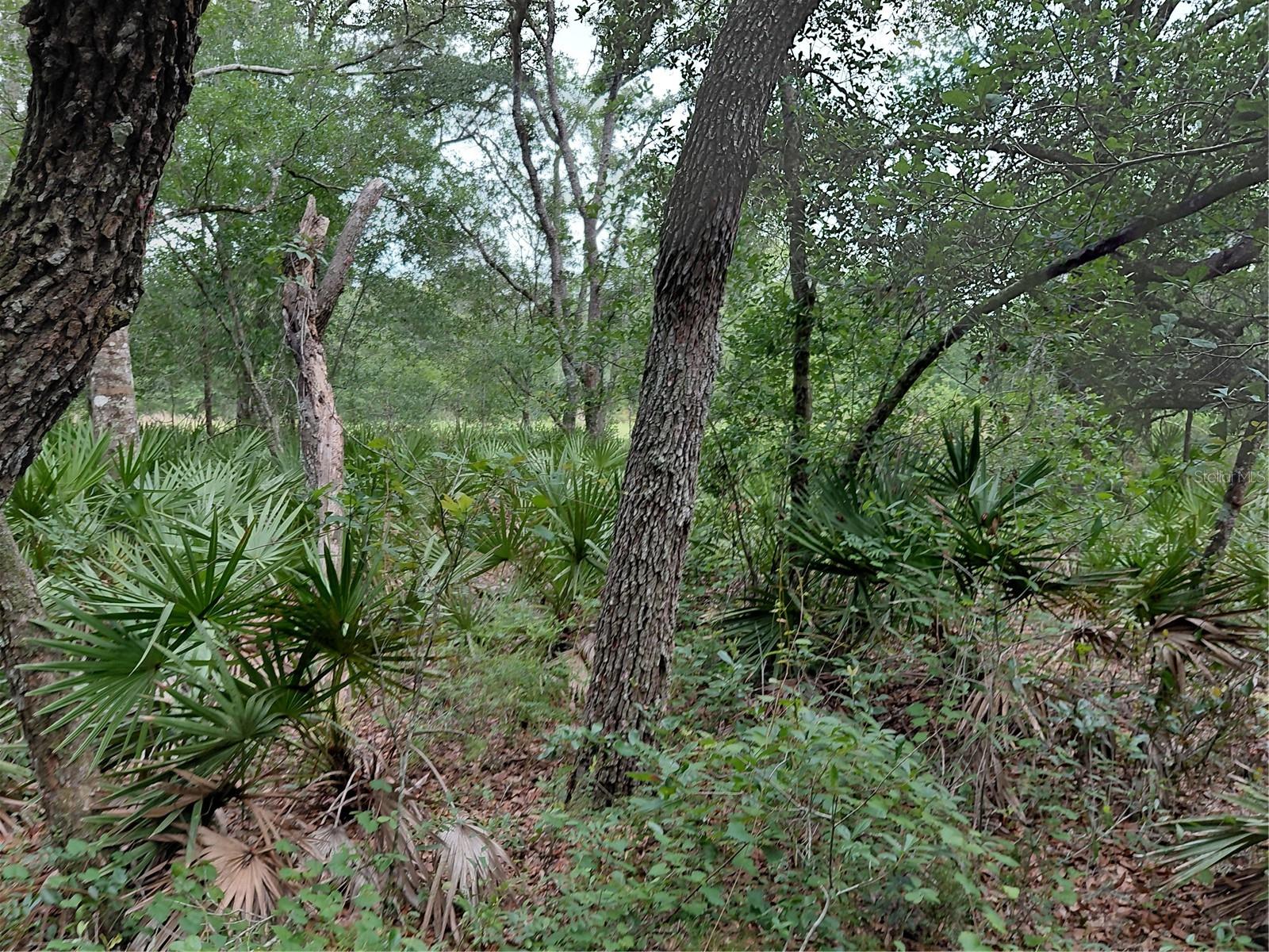 PEANUT DR, WEBSTER, FL, 33597