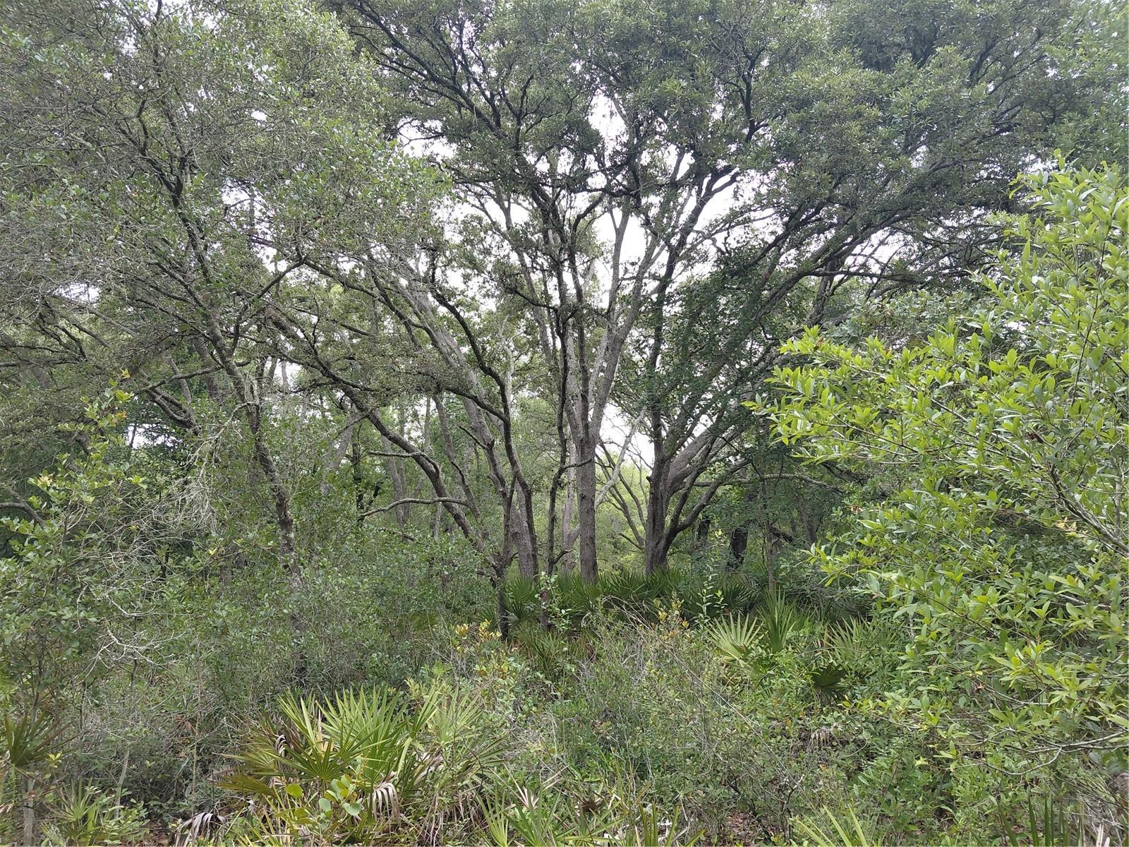 PEANUT DR, WEBSTER, FL, 33597