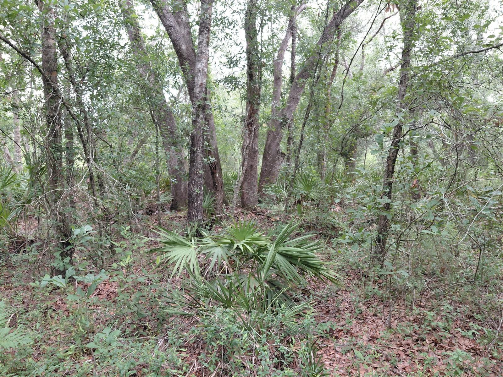 PEANUT DR, WEBSTER, FL, 33597