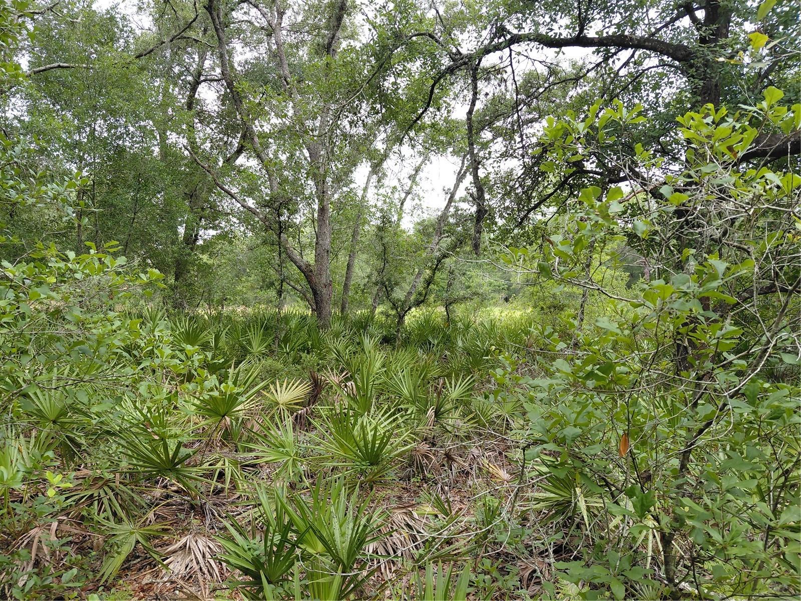 PEANUT DR, WEBSTER, FL, 33597