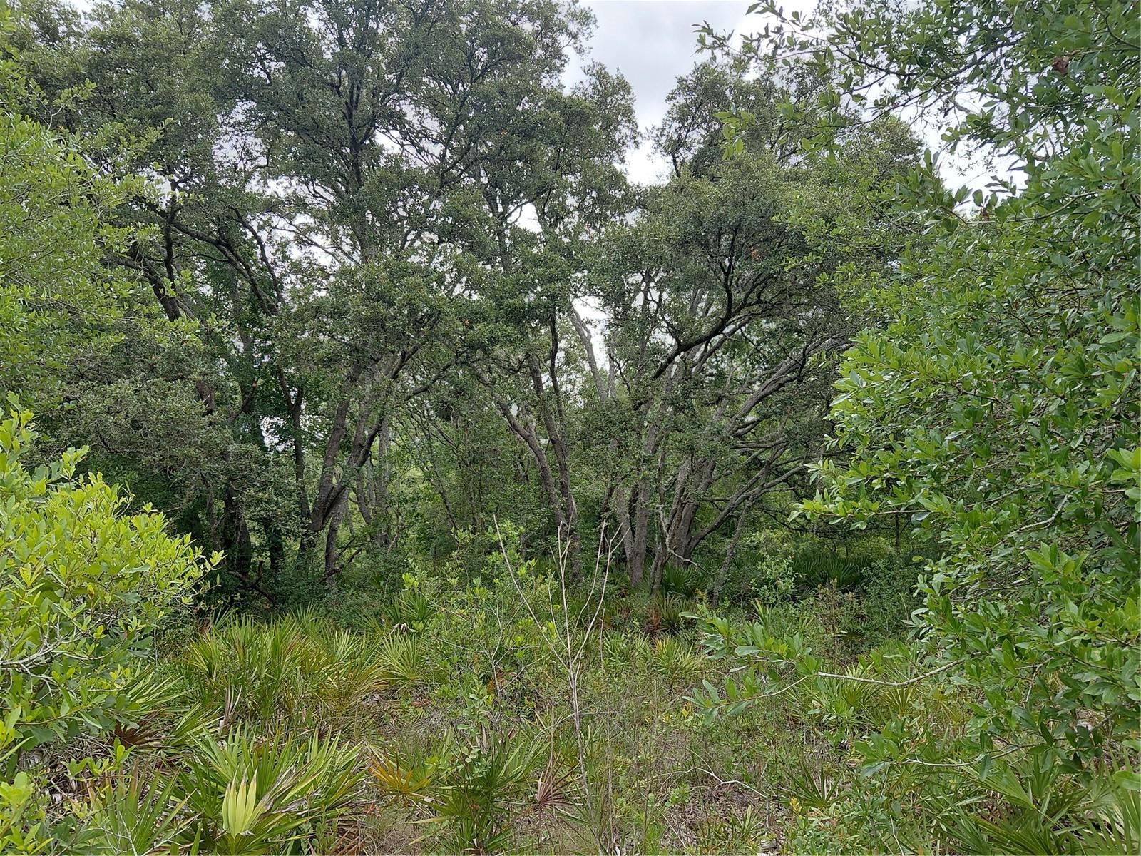 PEANUT DR, WEBSTER, FL, 33597