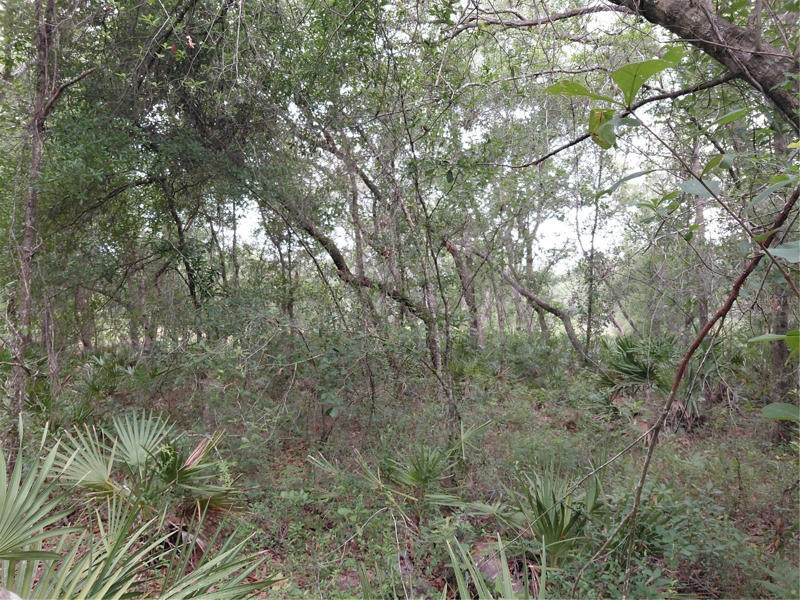 PEANUT DR, WEBSTER, FL, 33597