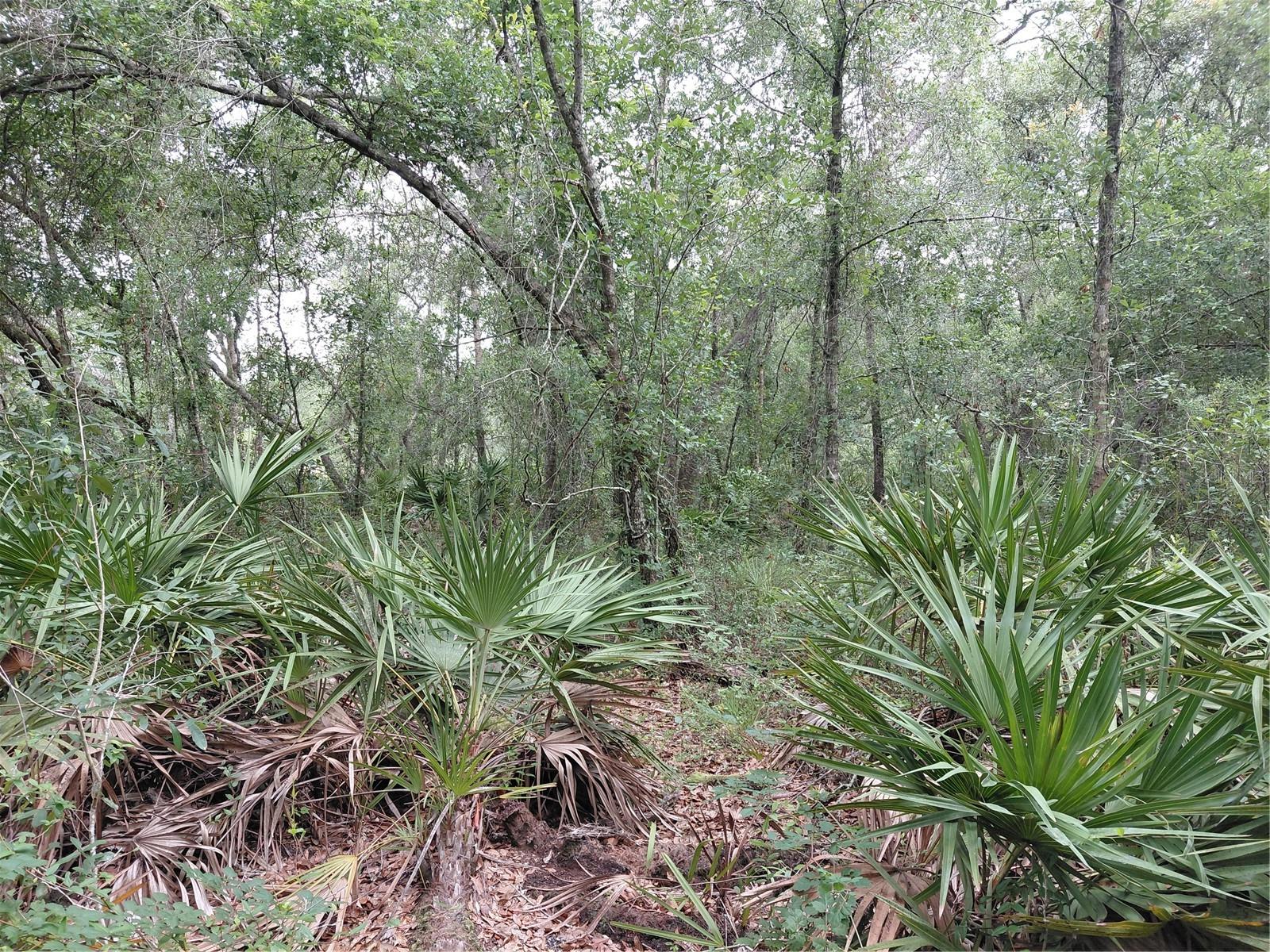 PEANUT DR, WEBSTER, FL, 33597