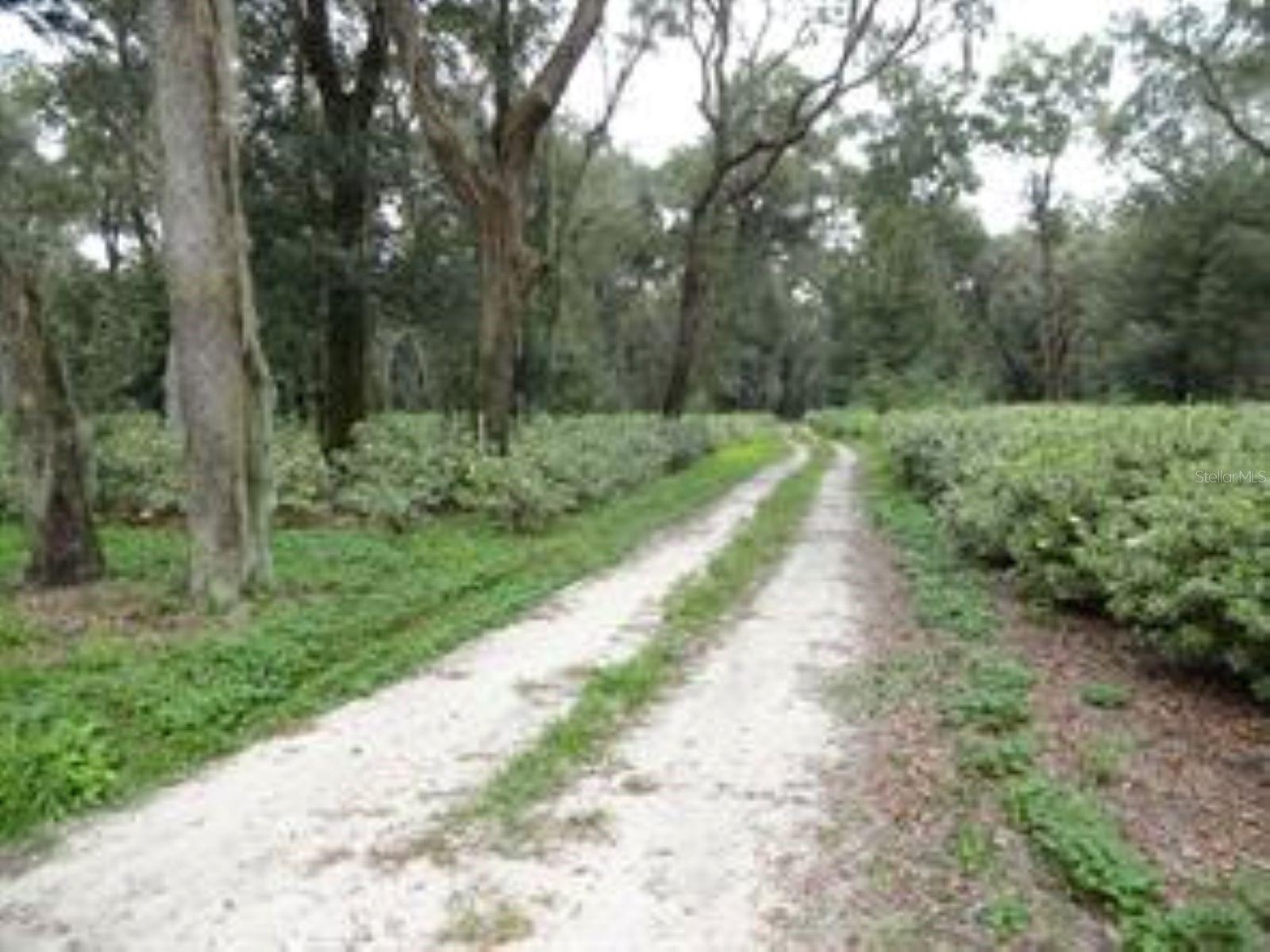 610 BURNSED RD, PIERSON, FL, 32180