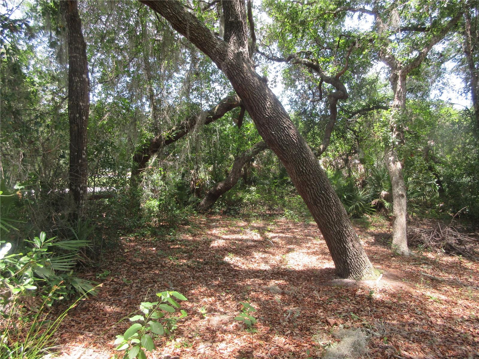2562 SE 178TH AVE, SILVER SPRINGS, FL, 34488