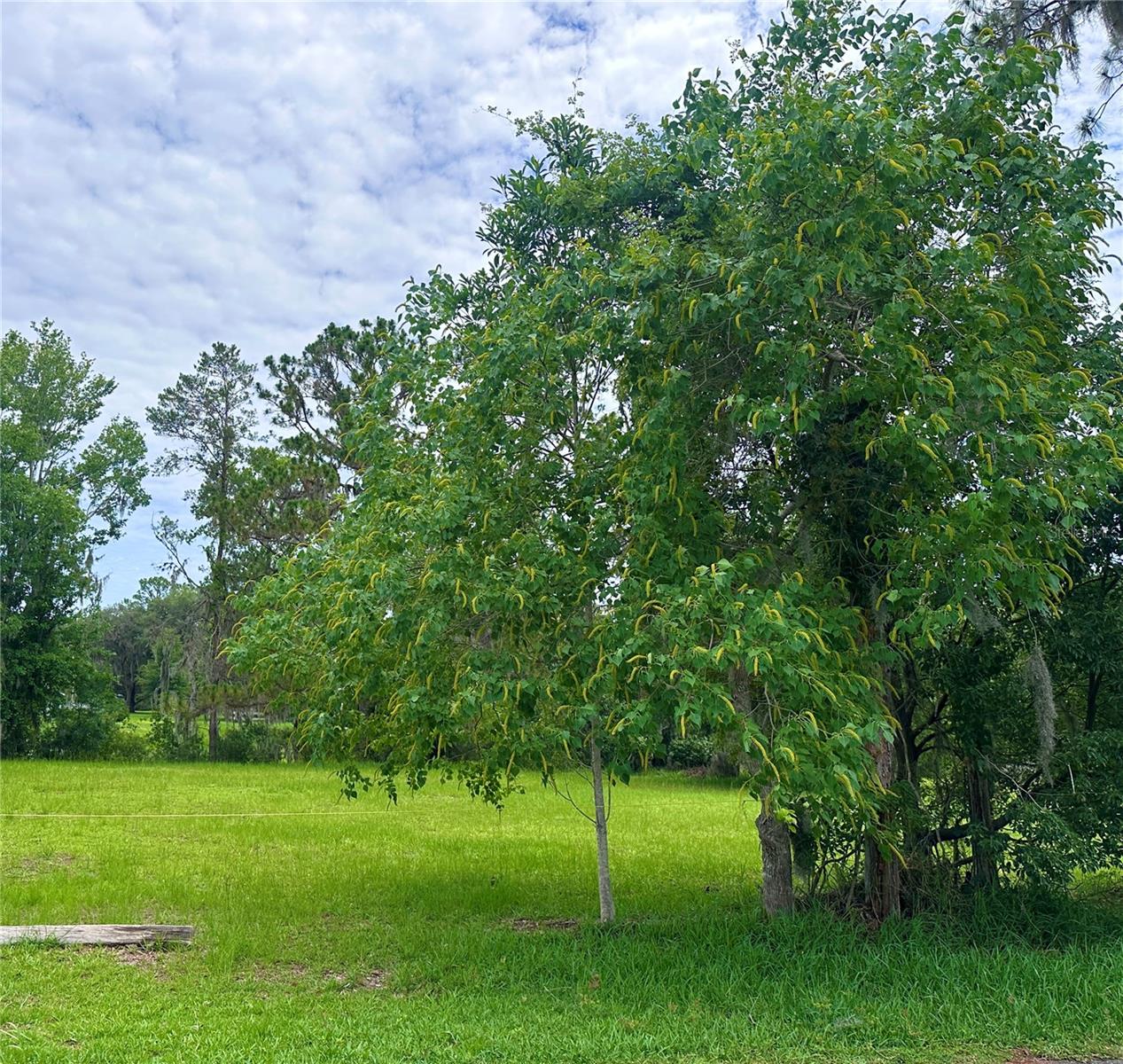 000 SE 197TH PL, INGLIS, FL, 34449