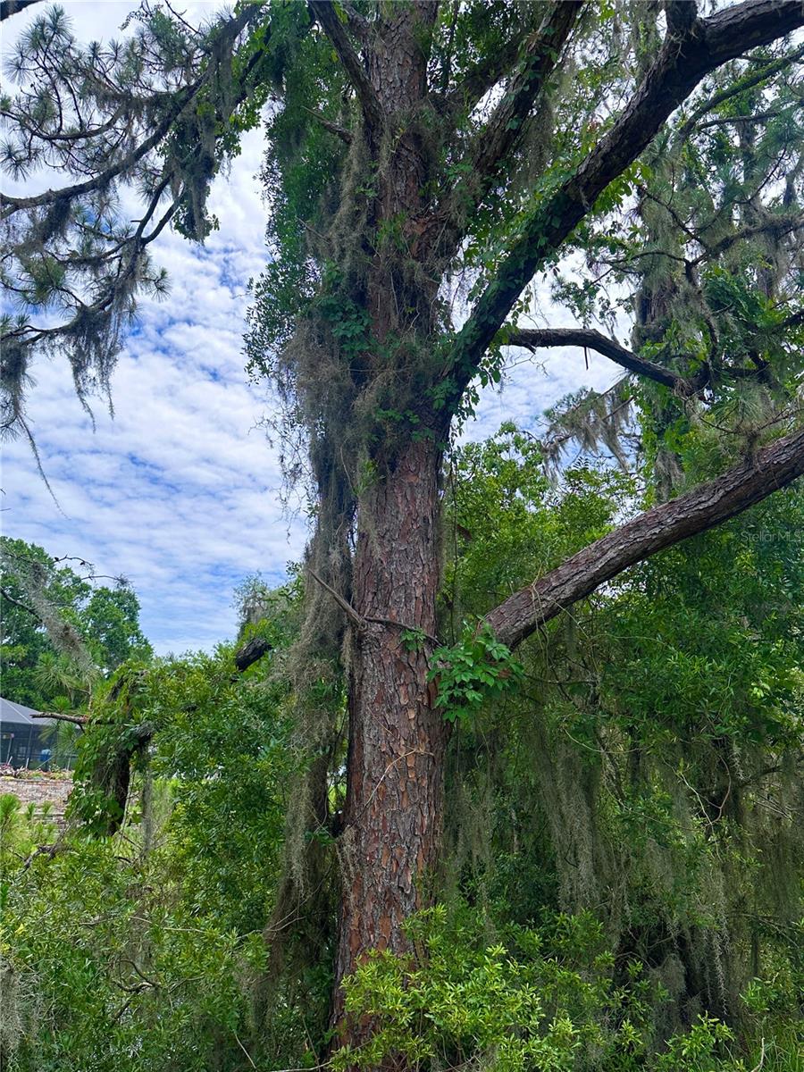 000 SE 197TH PL, INGLIS, FL, 34449