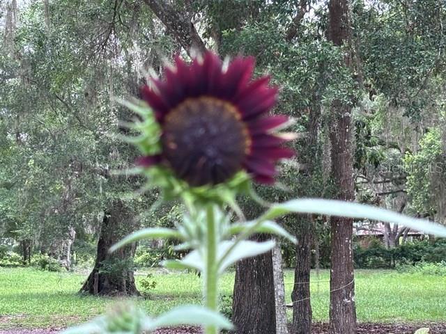 3551 NW 60TH AVE, CHIEFLAND, FL, 32626