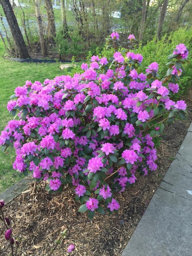 17379 Hayes Avenue, Lakeville, MN, 55044