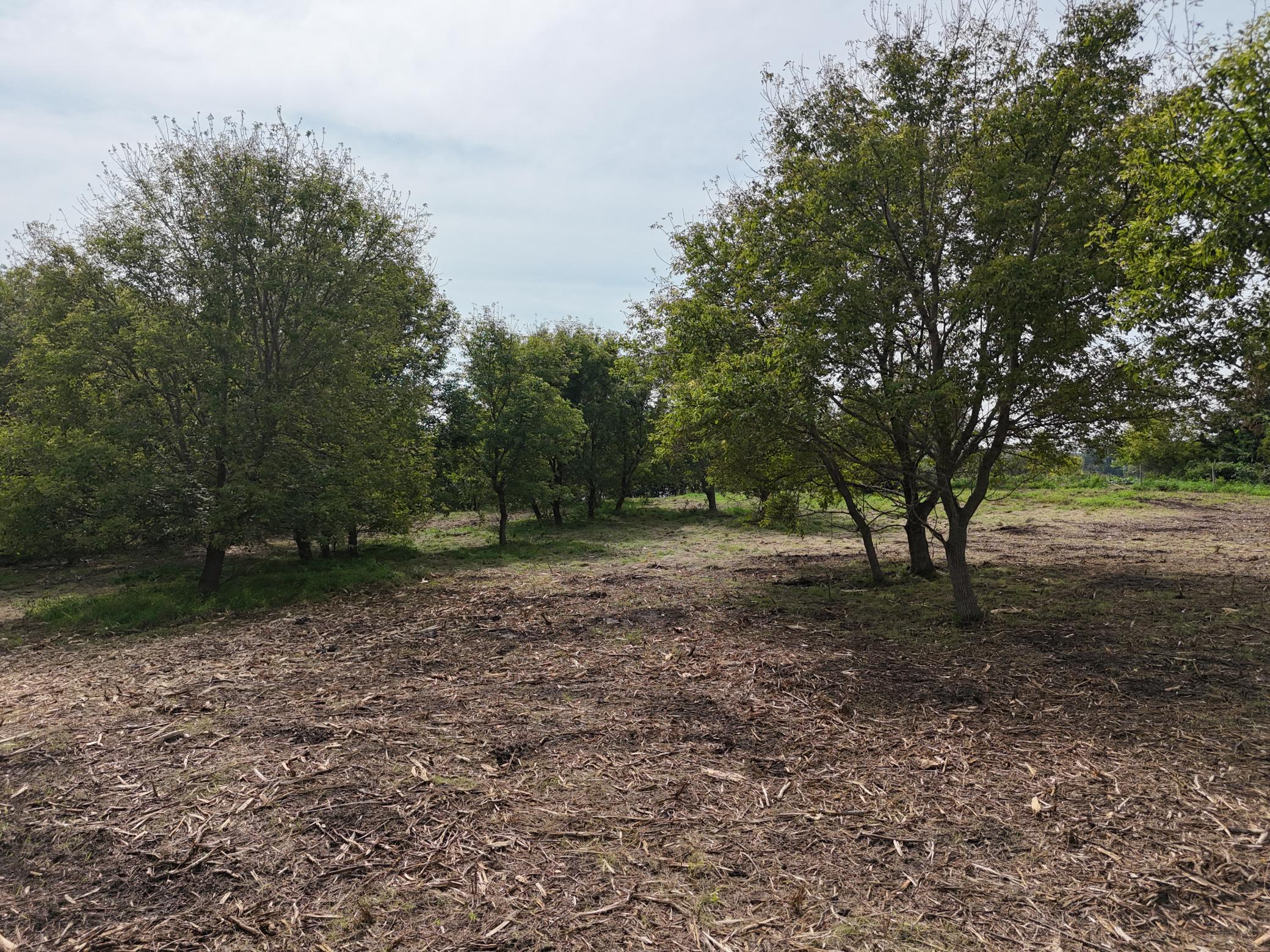 TBD Wintermute Lane, Morris, MN, 56267