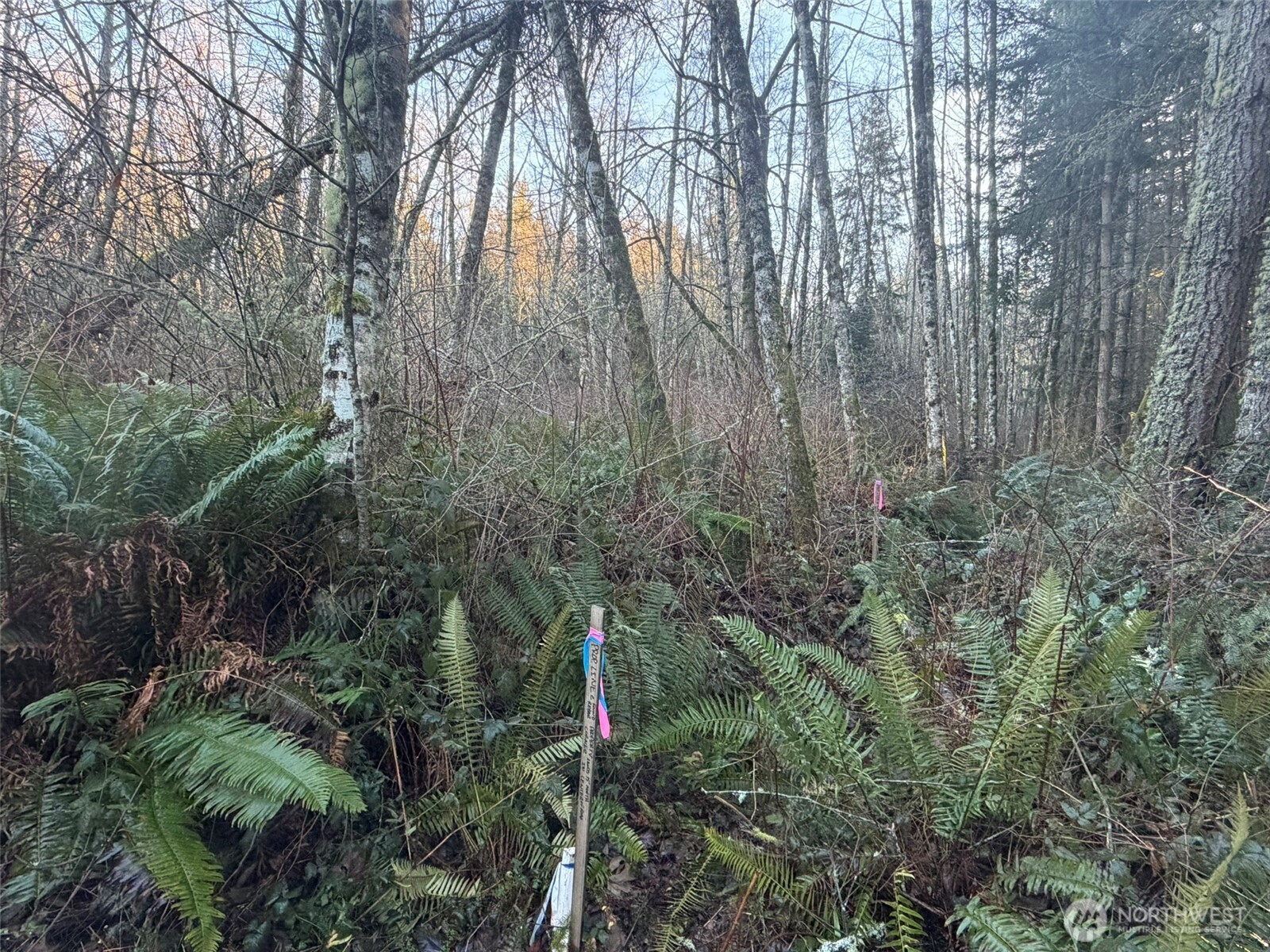 MLS #NWM2469770 image #3