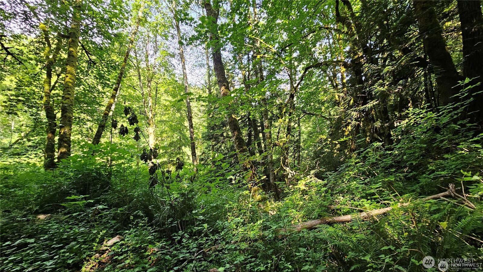 MLS #NWM2469853 image #13