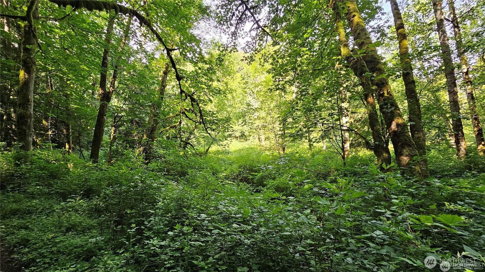 MLS #NWM2469853 image #12