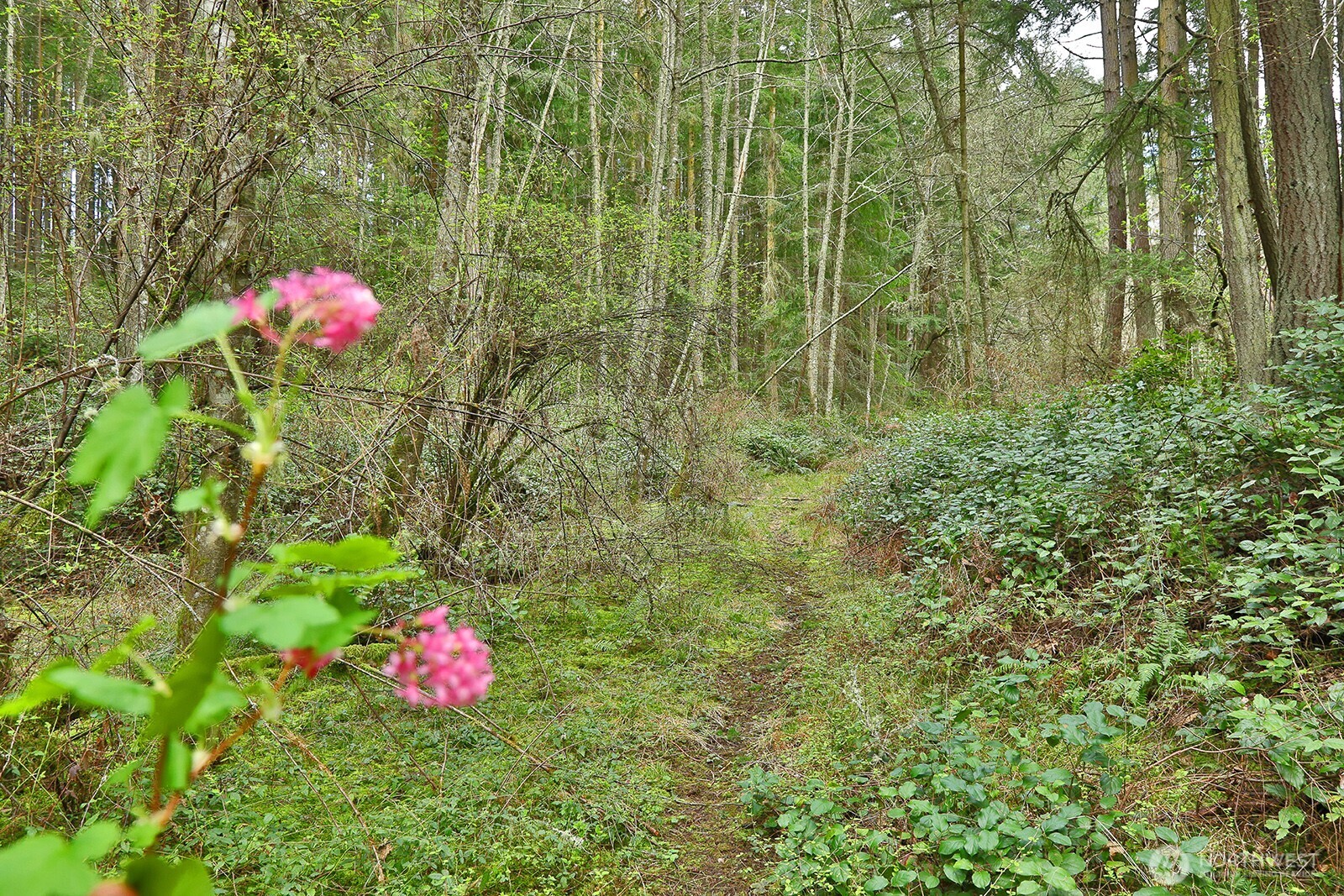 MLS #NWM2493613 image #9