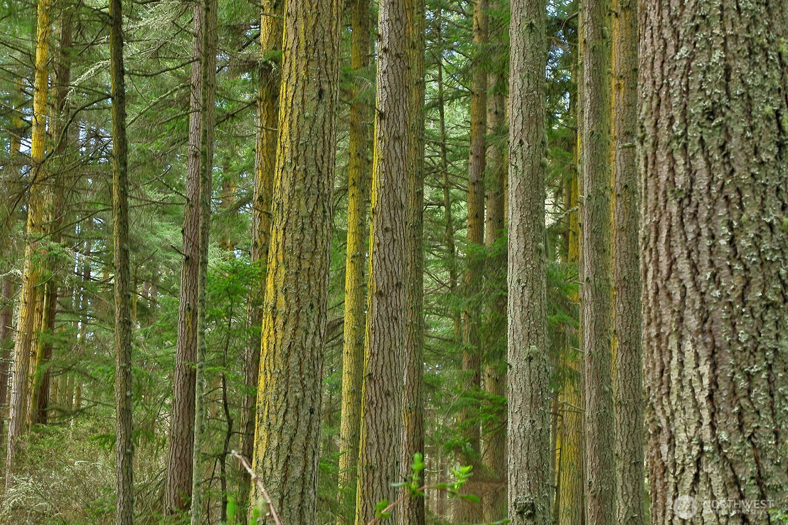 MLS #NWM2493613 image #12