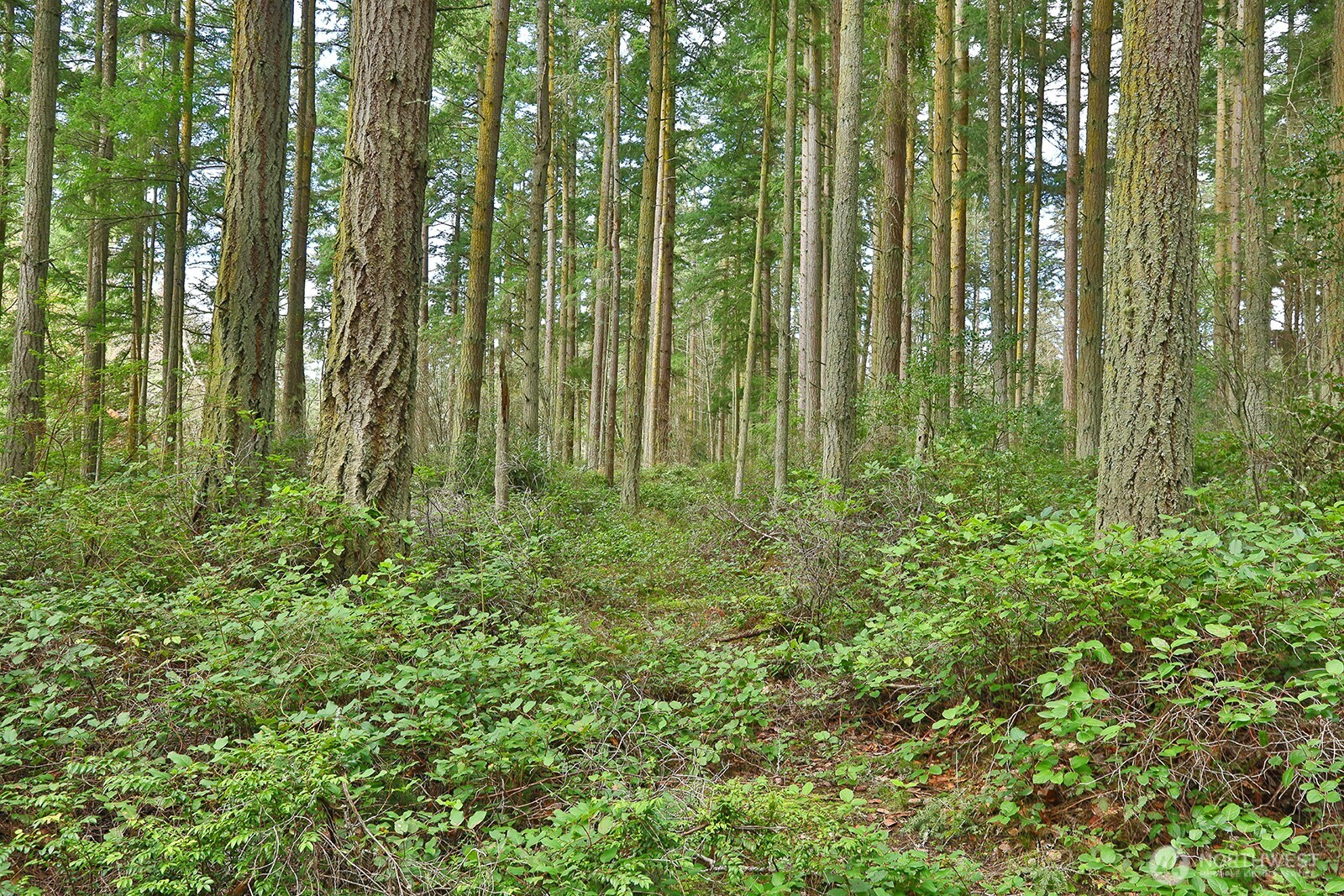 MLS #NWM2493613 image #3