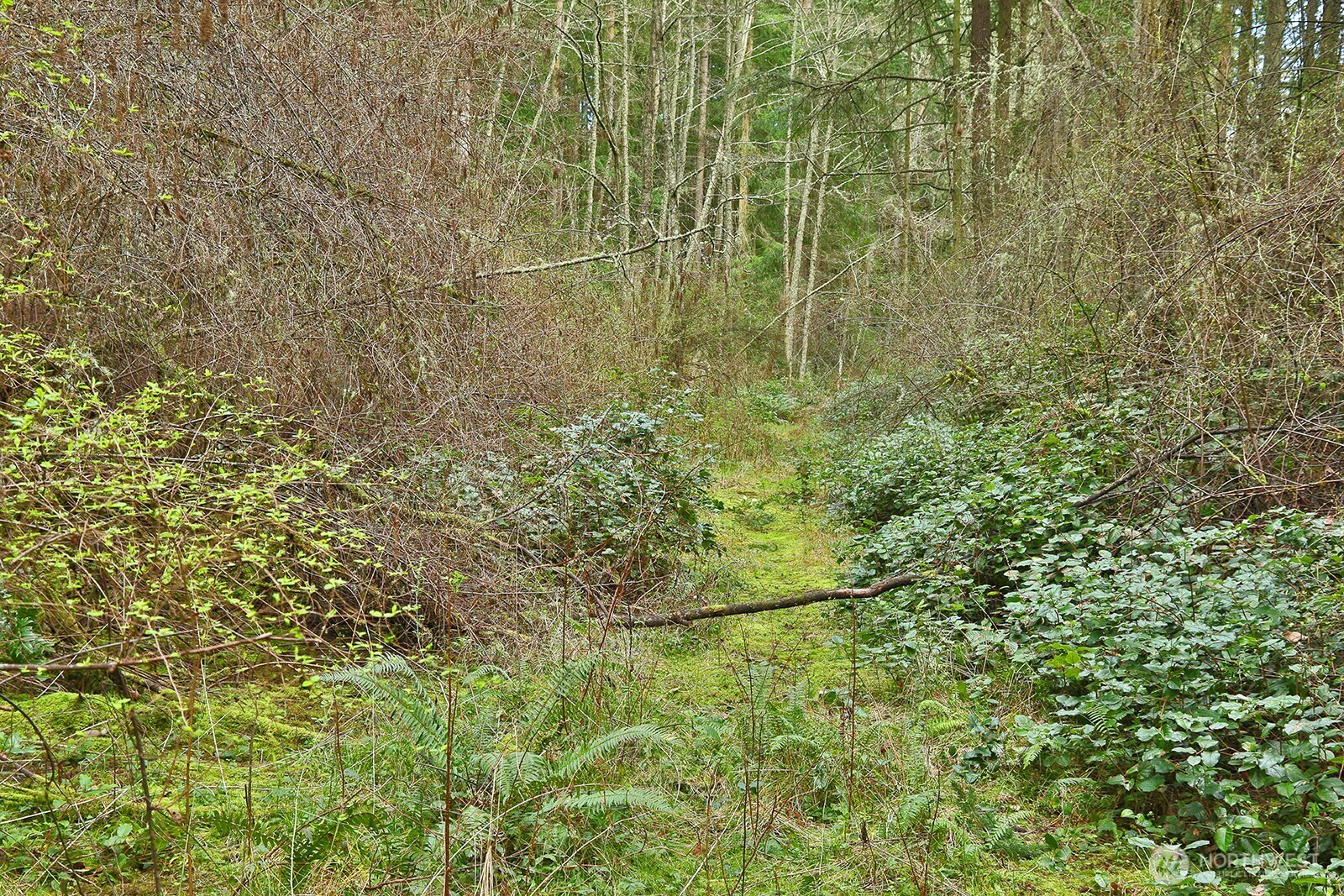 MLS #NWM2493613 image #8