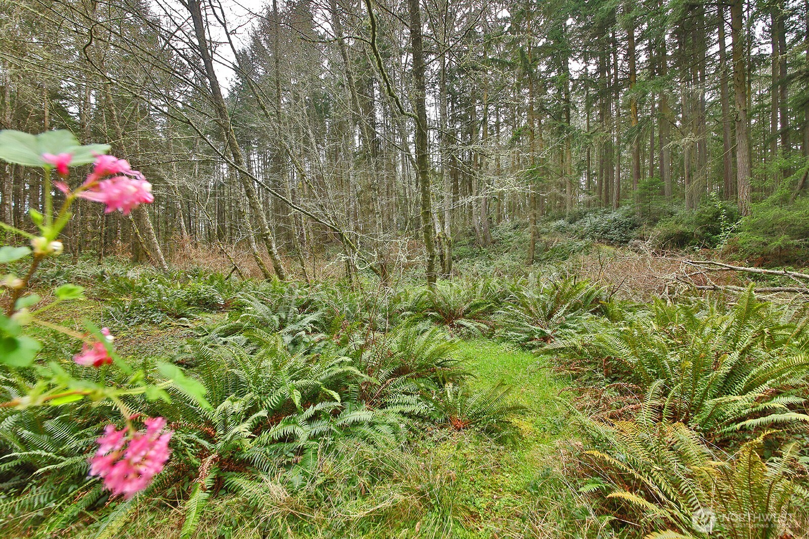 MLS #NWM2493613 image #10