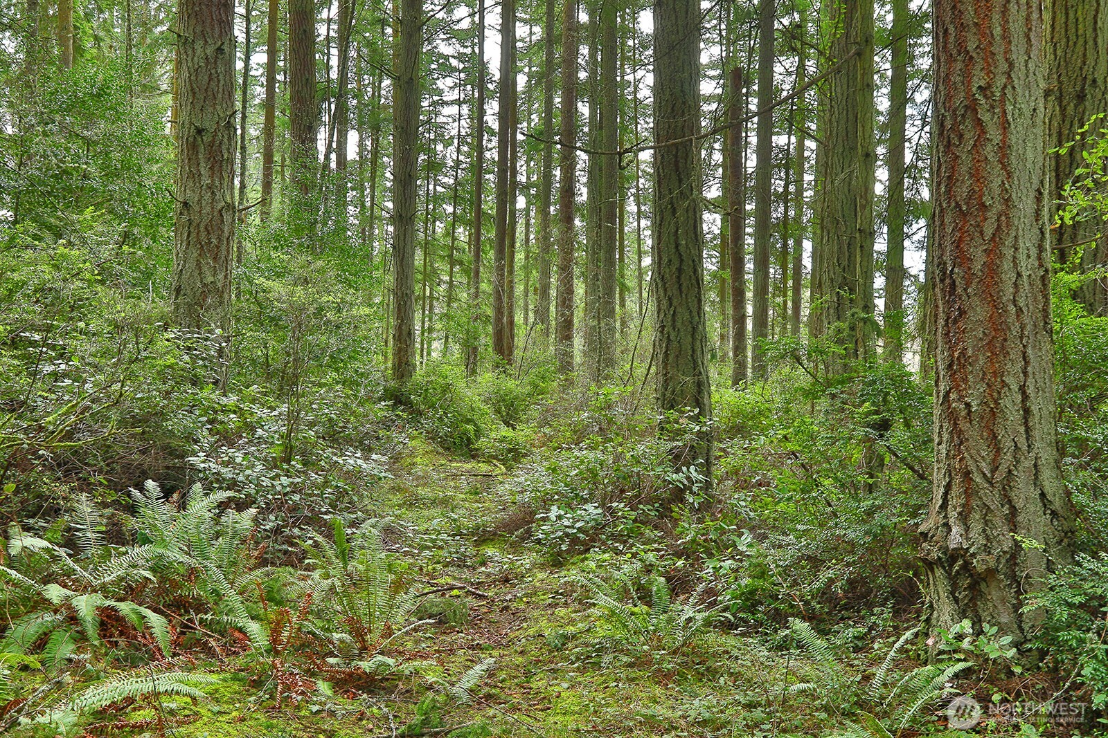 MLS #NWM2493613 image #4