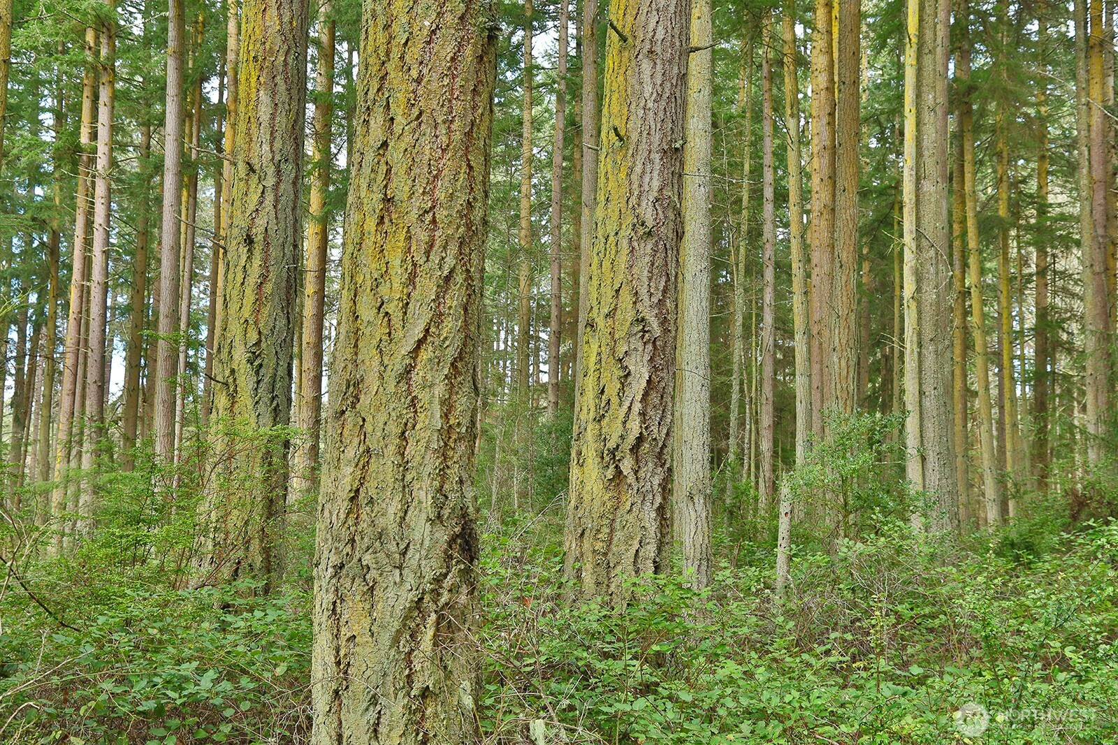 MLS #NWM2493613 image #2