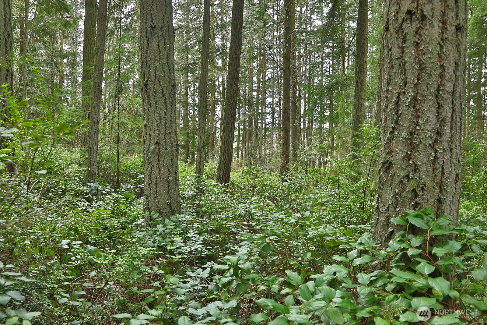 MLS #NWM2493613 image #13