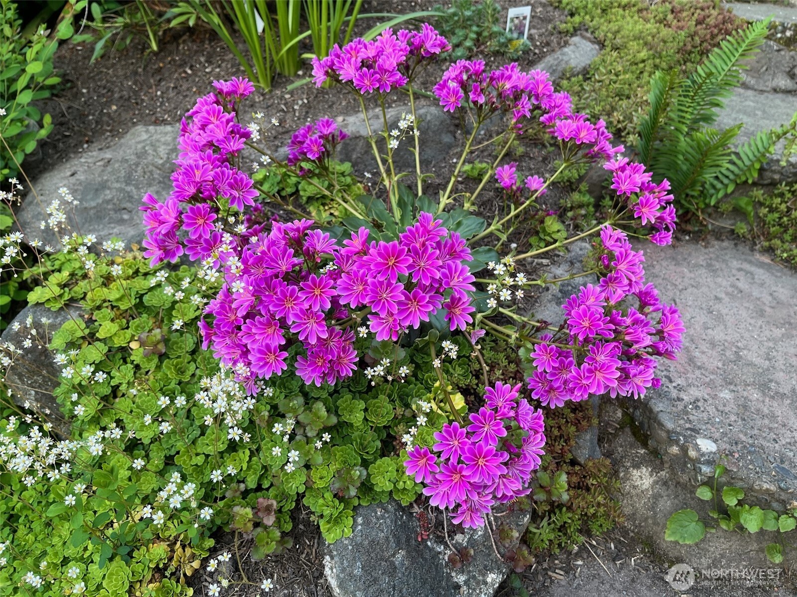 MLS #NWM2500618 image #28