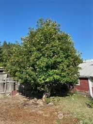 MLS #NWM2501523 image #5