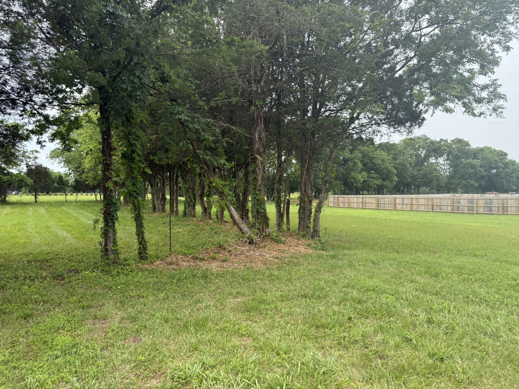 *Updated Backyard Photos Taken 6.5.2025