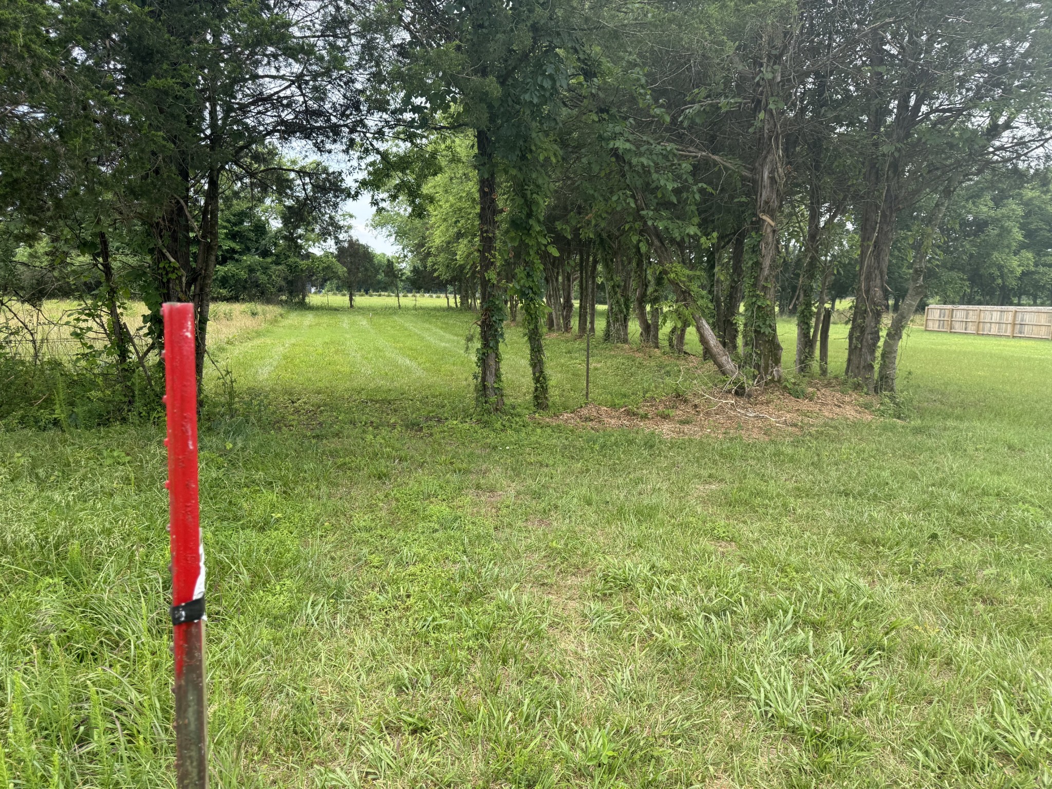 *Updated Backyard Photos Taken 6.5.2025